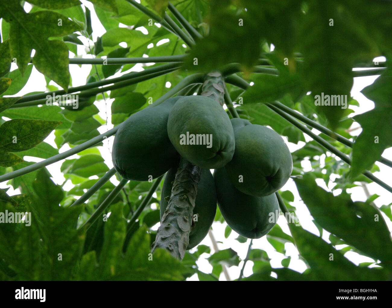 La papaye, la papaye ou arbre de Melon, papaye Carica, Caricaceae Banque D'Images