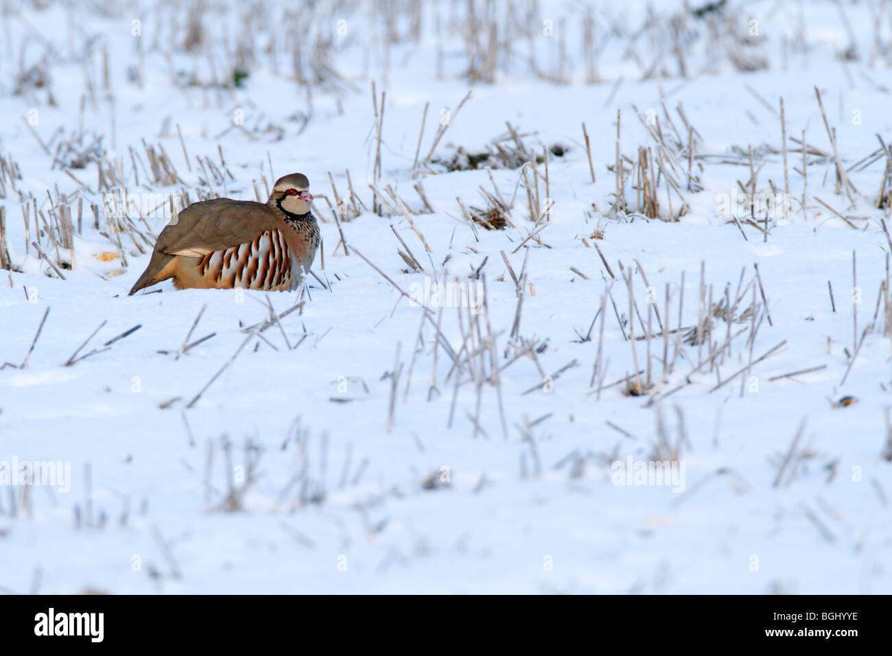 Pattes rouge Alectoris rufa perdrix dans la neige Banque D'Images