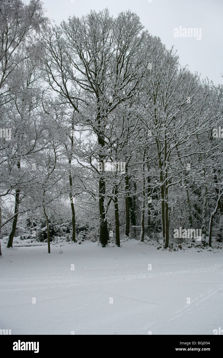 Scène d'hiver d'arbres couverts de neige, Hertfordshire, Royaume-Uni Banque D'Images