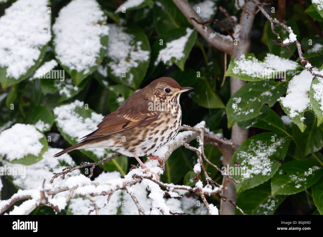 Grive musicienne Turdus philomelos dans la neige y'bush Banque D'Images