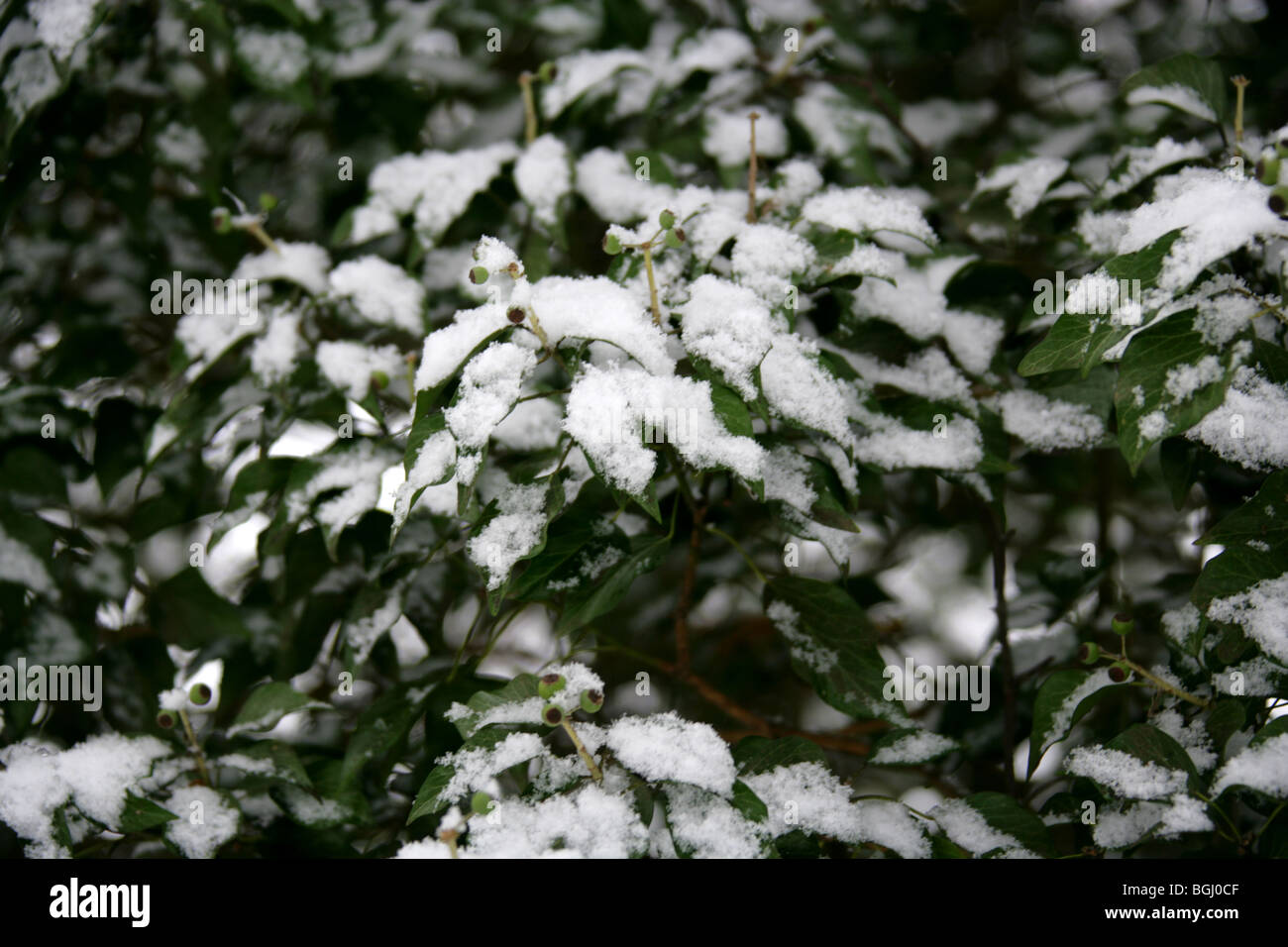 La neige a couvert de lierre, Hedera helix, Araliaceae Banque D'Images