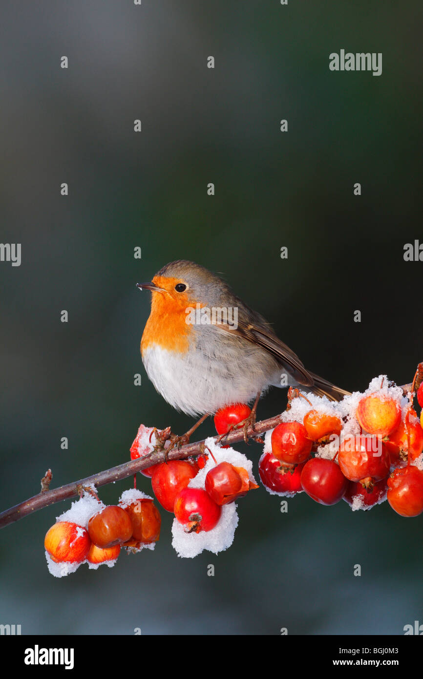Erithacus rubecula aux abords de neige carte de Noël Banque D'Images