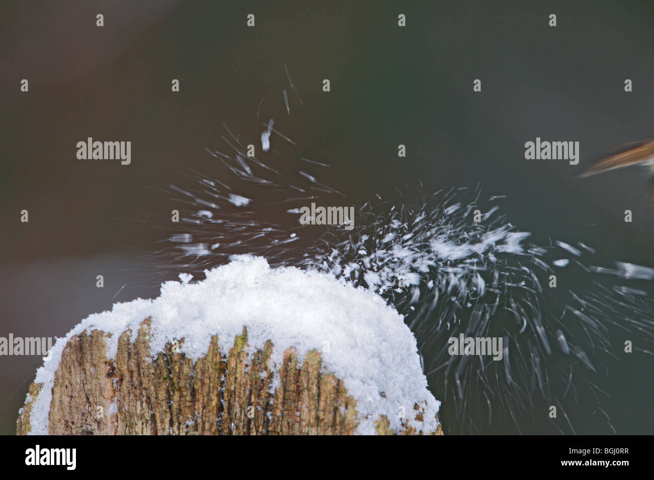 Erithacus rubecula aux abords de la neige en automne card Banque D'Images