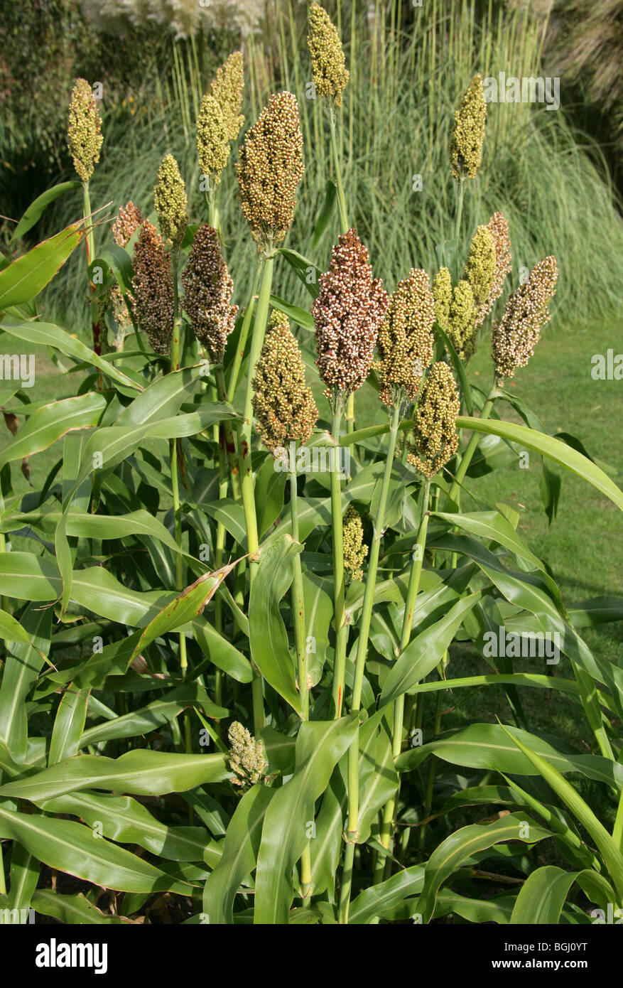Durra, sorgho, maïs, Kafir ou Jowar Sorghum bicolor, Poaceae. Millet Indien Aka, le millet, l'Afrique équatoriale et Maïs Maïs Kaffir. Banque D'Images