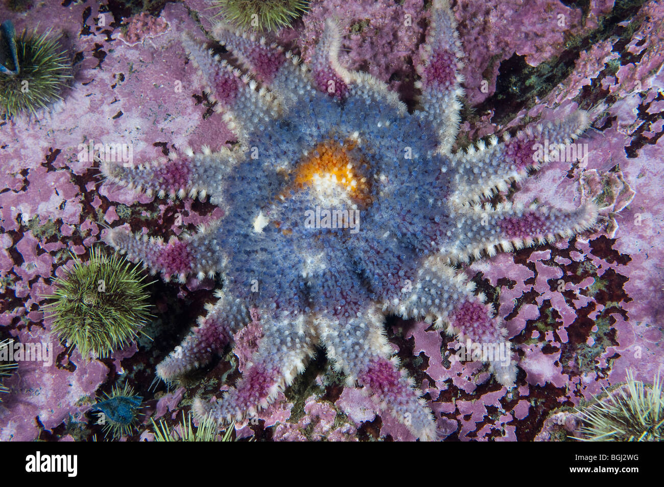 Sunstar épineux sous l'eau dans l'estuaire du Saint-Laurent au Canada Banque D'Images
