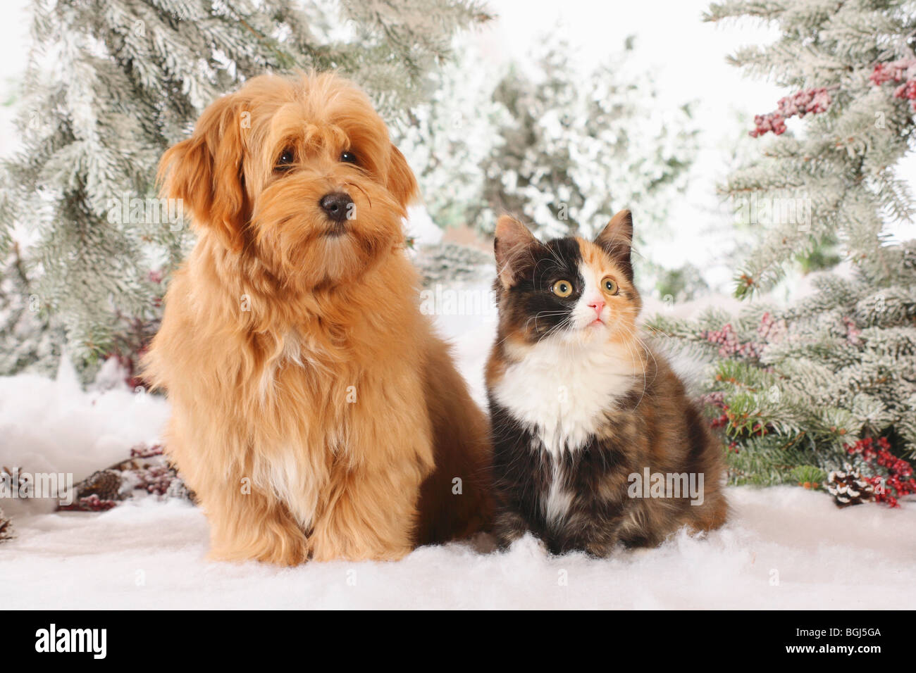 Amitié Animal Chien Bichon Havanais Et Un Chat Sibérien