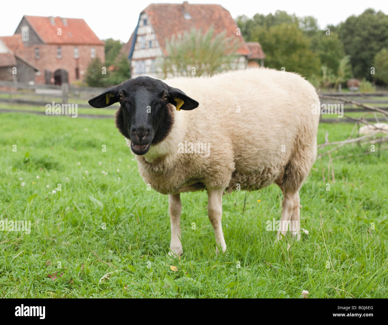 Mouton à tête noire allemande on meadow Banque D'Images