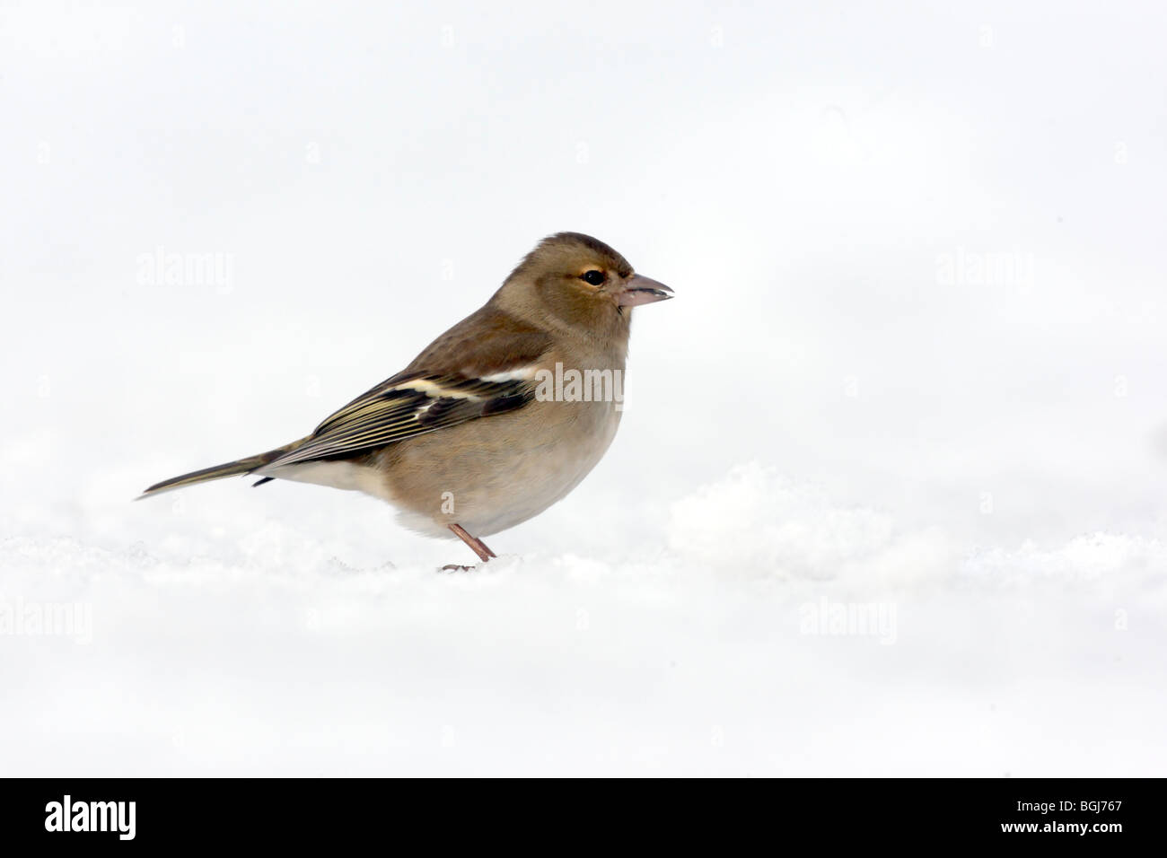 Chaffinch, Fringilla coelebs, seule femme debout dans la neige, Dumfries, Ecosse, hiver 2009 Banque D'Images