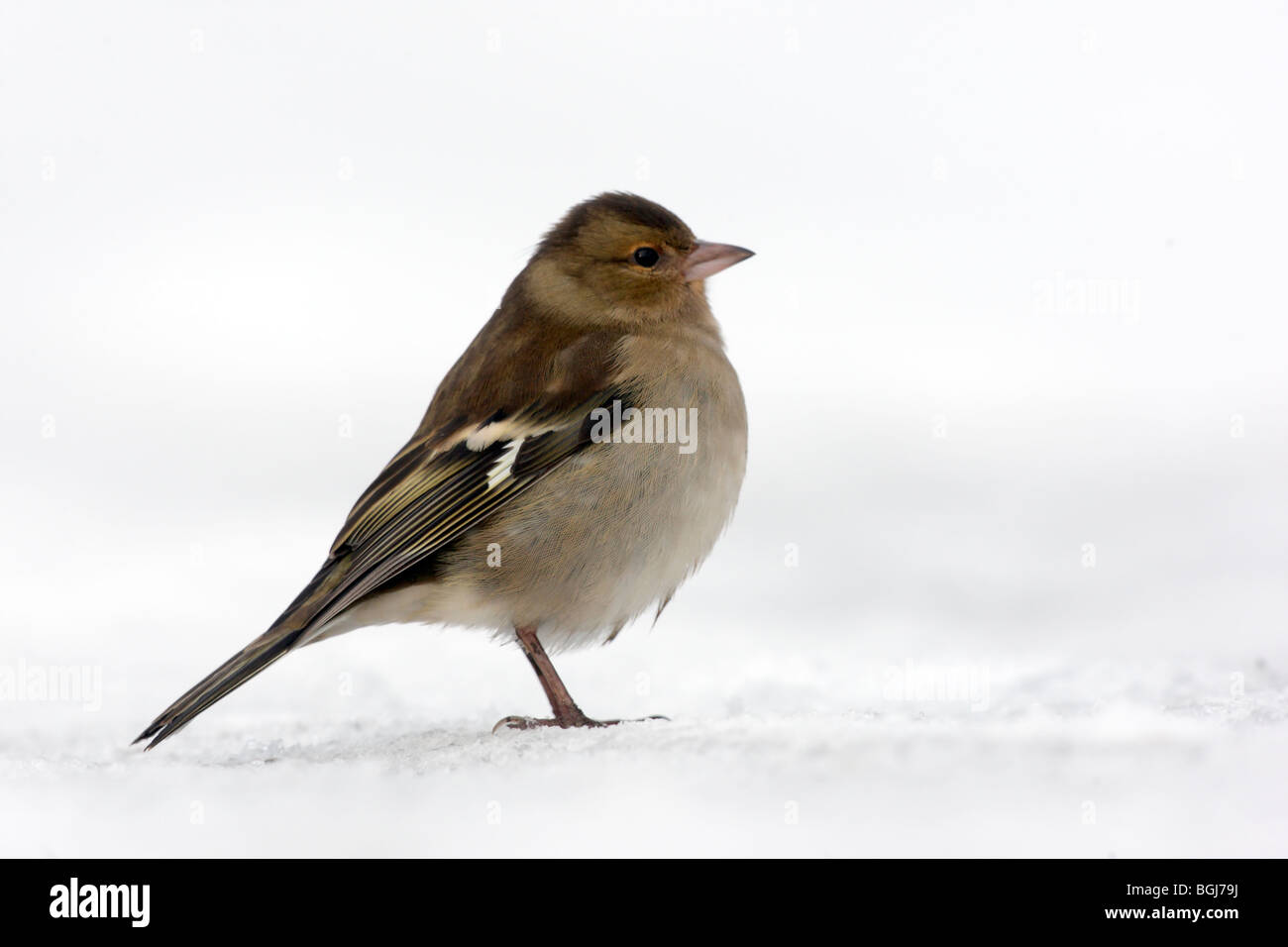 Chaffinch, Fringilla coelebs, seule femme debout dans la neige, Dumfries, Ecosse, hiver 2009 Banque D'Images