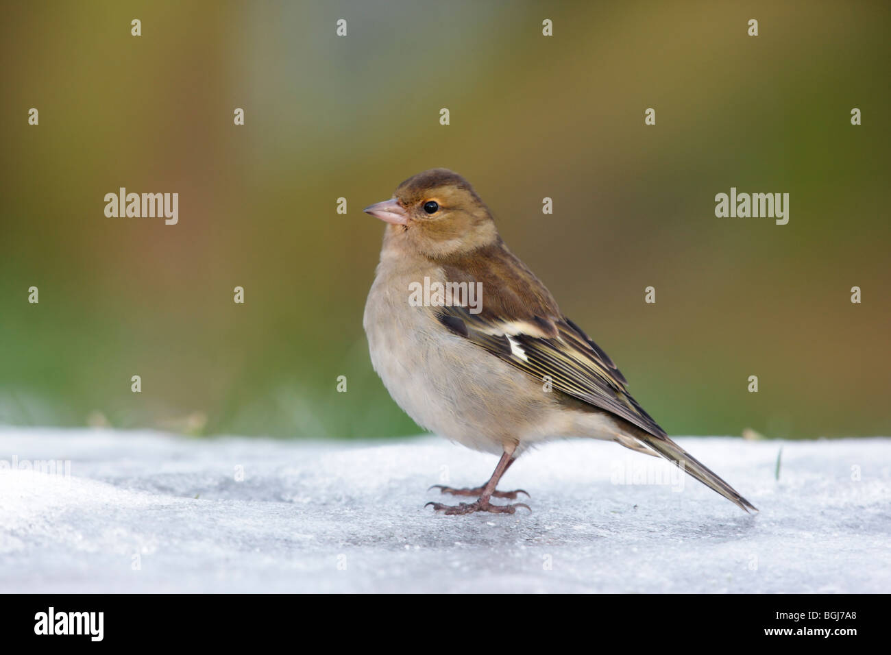 Chaffinch, Fringilla coelebs, seule femme debout sur la neige, Dumfries, Ecosse, hiver 2009 Banque D'Images