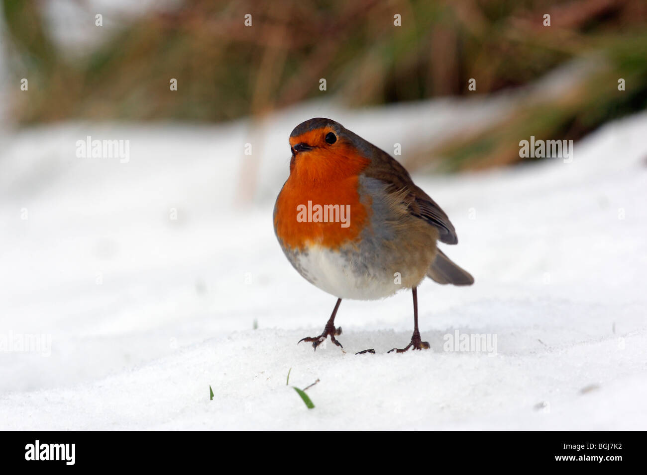 Robin, Erithacus rubecula aux abords, seul oiseau debout dans la neige, Dumfries, Ecosse, hiver 2009 Banque D'Images