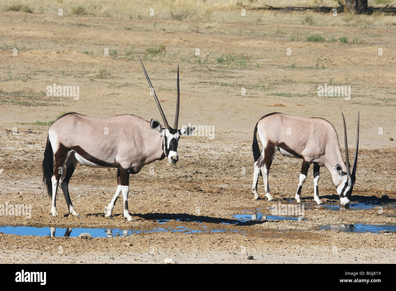 Deux oryx - debout / Oryx gazella Banque D'Images