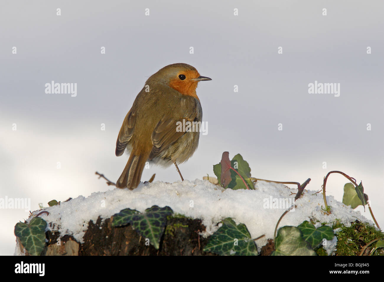 Robin européenne sur la neige et de lierre Banque D'Images