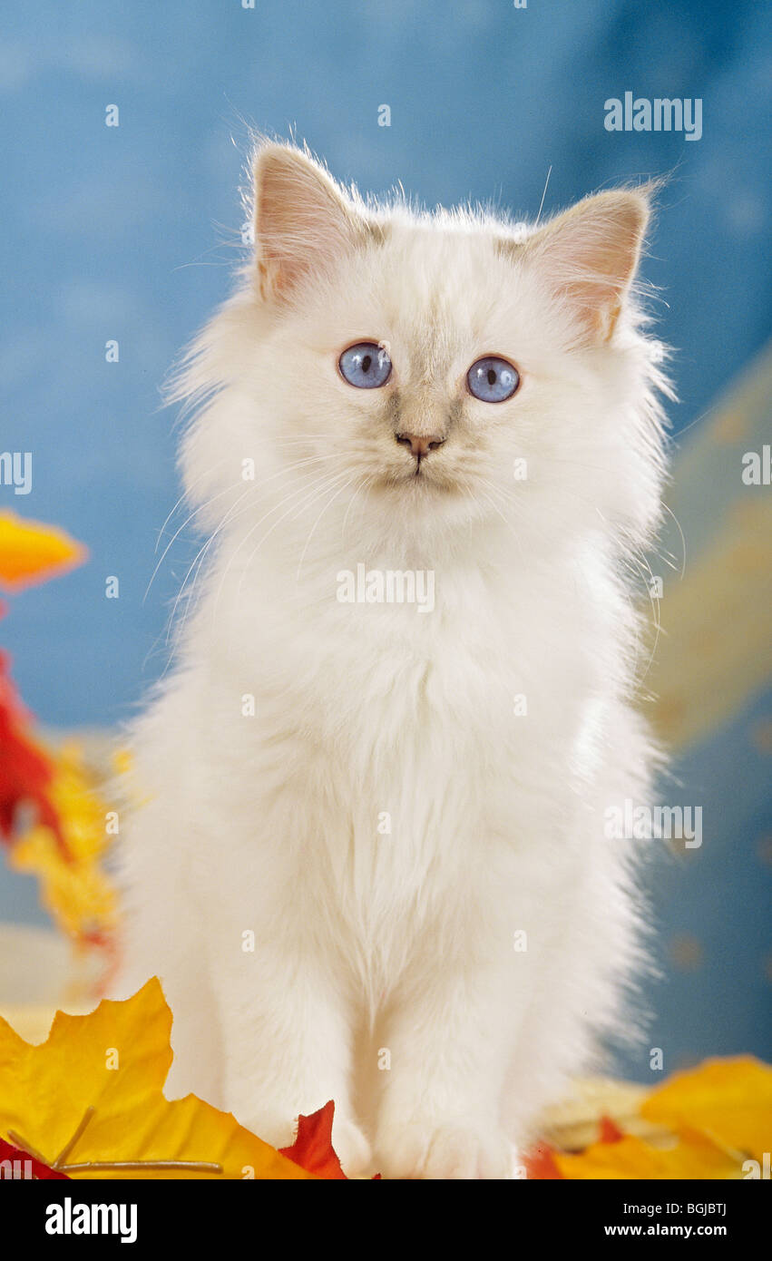 Chat Sacré de Birmanie jeune - assis sur les feuilles Banque D'Images