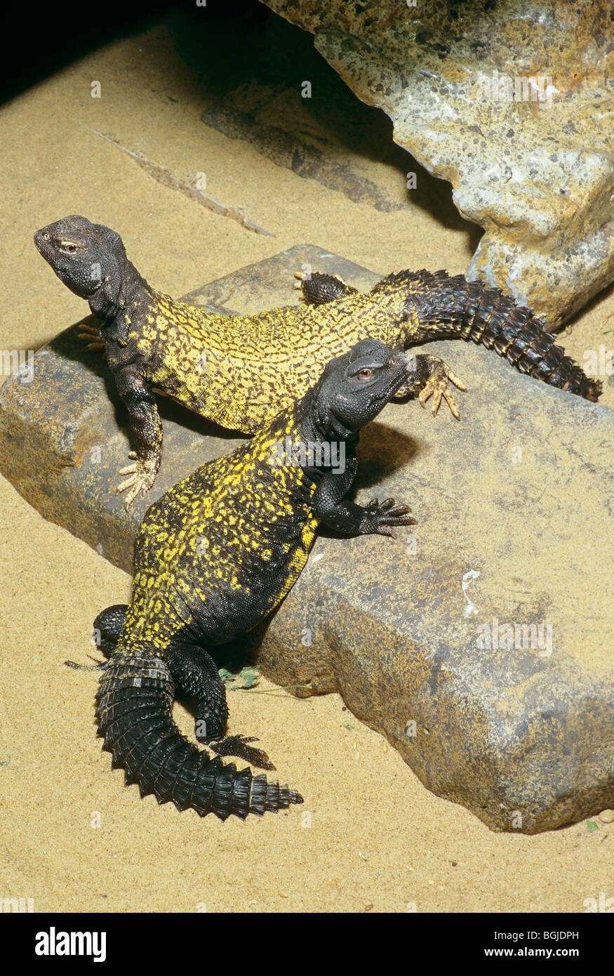 Deux Uromastyx dispar maliensis Uromastyx dispar maliensis / Banque D'Images