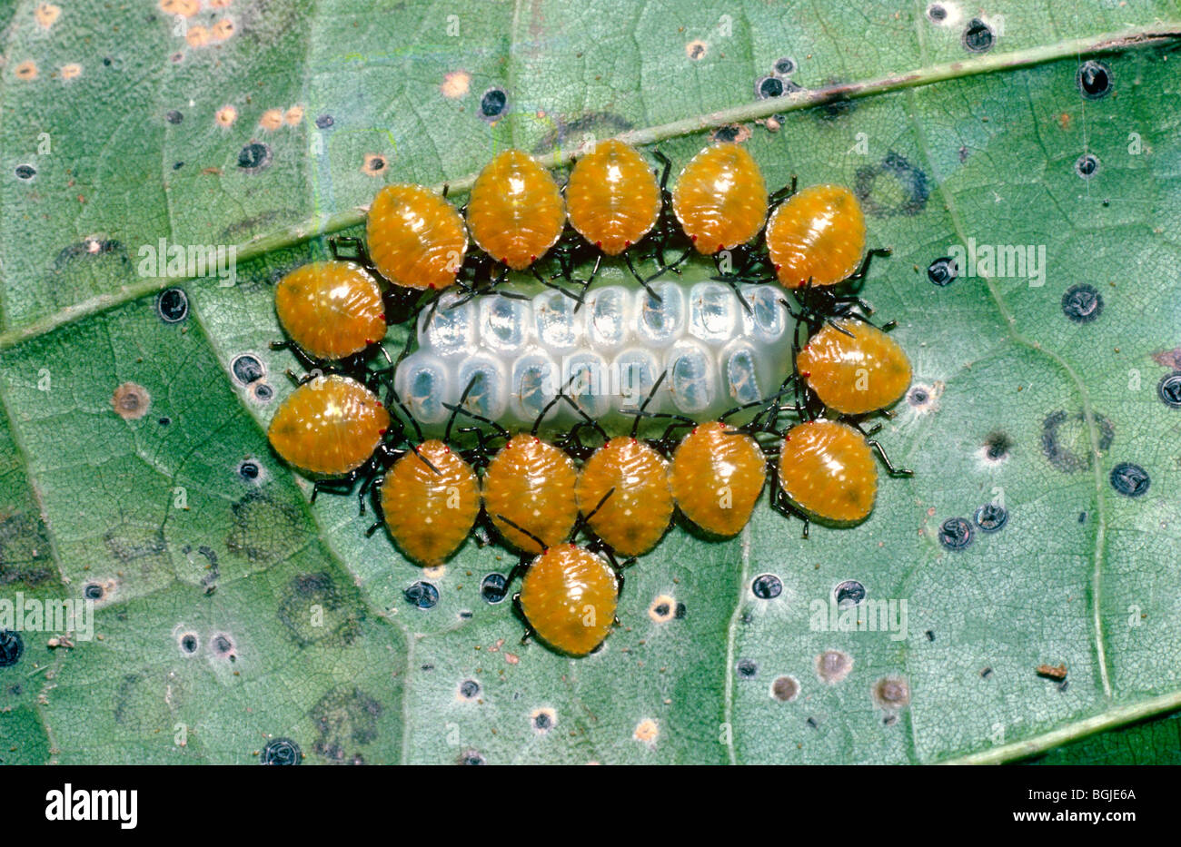 Bouclier ou stink bug (Peromatus sp.) Les nymphes nouvellement écloses éventuellement imitant une limace moth caterpillar dans rainforest Pérou Banque D'Images