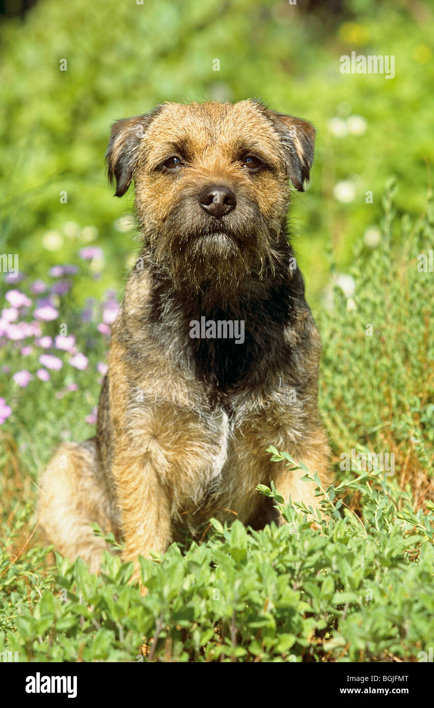 Border Terrier dog - sitting on meadow Banque D'Images