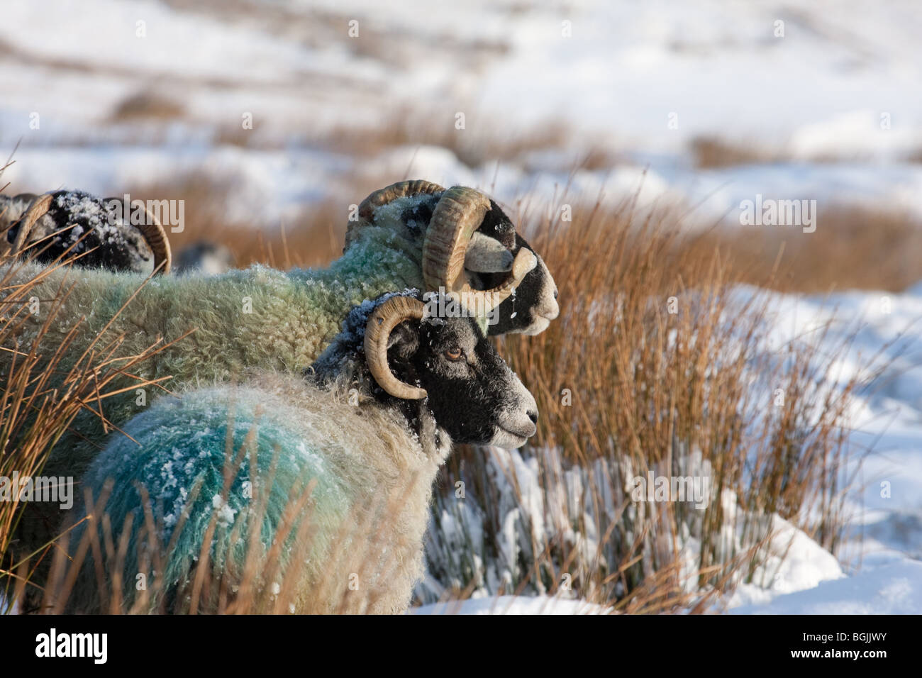 Pennine hill farm moutons sur la lande de neige en hiver Banque D'Images