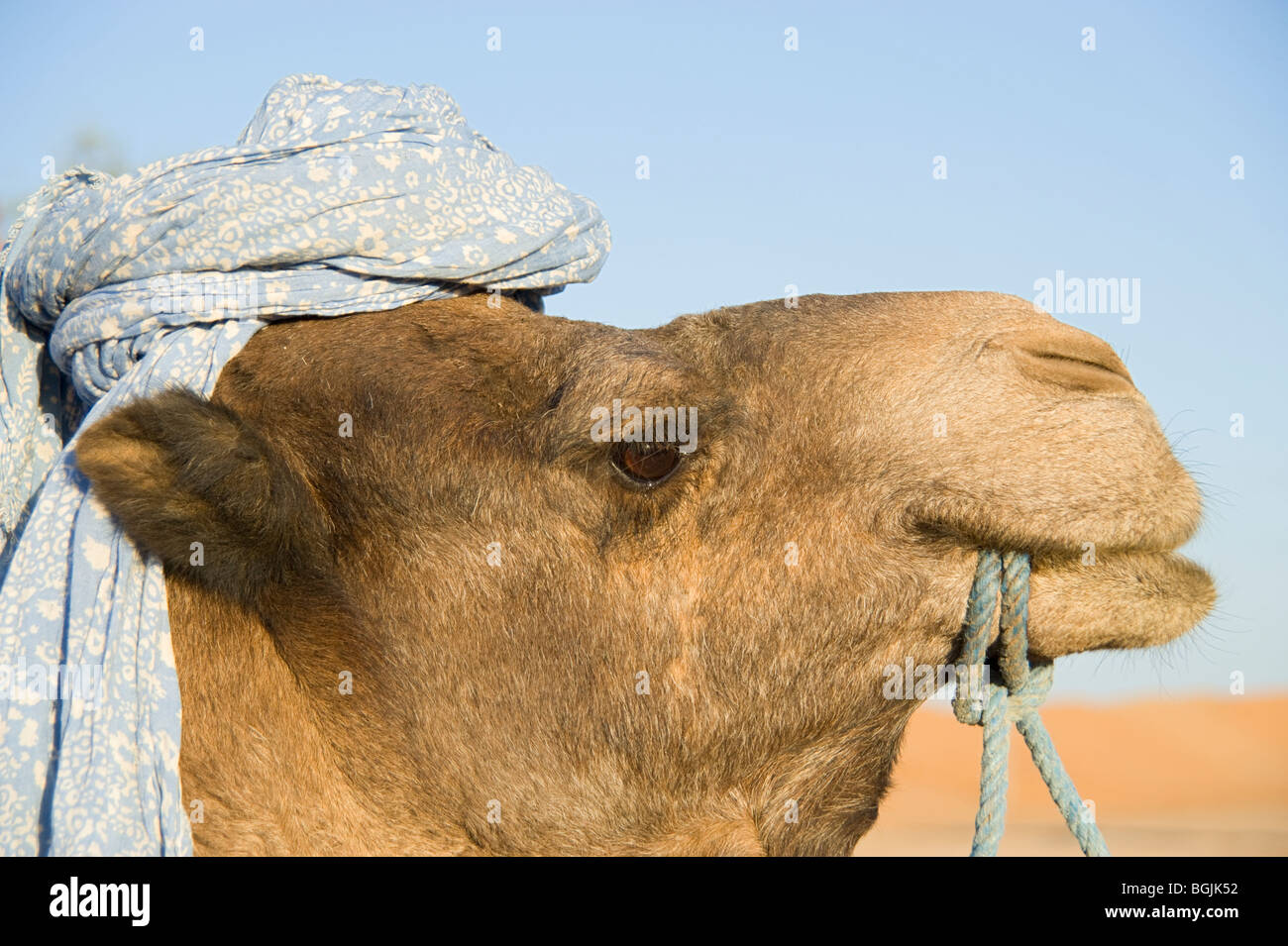 Un proche d'un coup de tête de chameaux. Le chameau porte le shemagh chameliers. À Merzouga, Sahara, Maroc. Banque D'Images