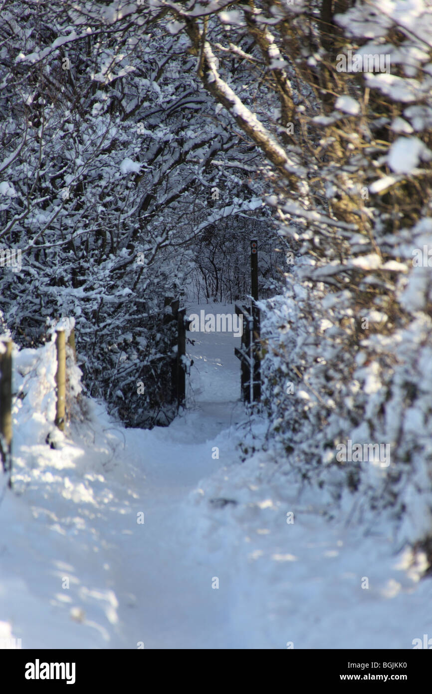 Champ neigeux Banque D'Images