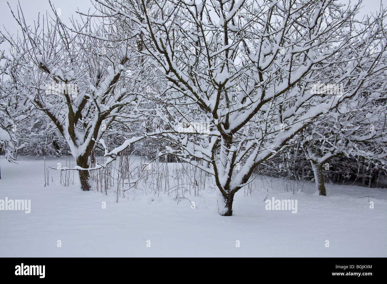 Bois couverts de neige , Hampshire, Angleterre. Banque D'Images
