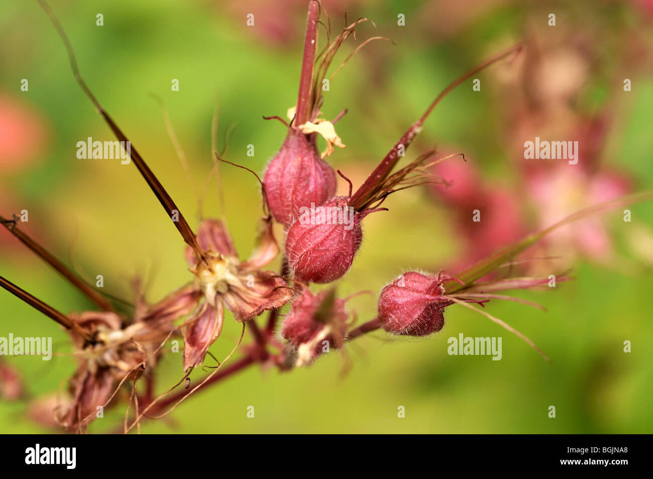 Geranium macrorrhizum Banque D'Images