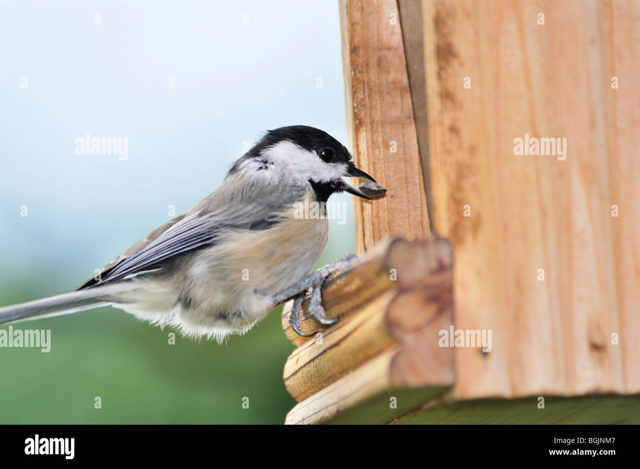 Carolina Chickadee, Poecile carolinensis, perchée sur un mangeoire à oiseaux en bois mangeant des graines de tournesol à huile noire. Oklahoma City, Oklahoma, États-Unis. Banque D'Images
