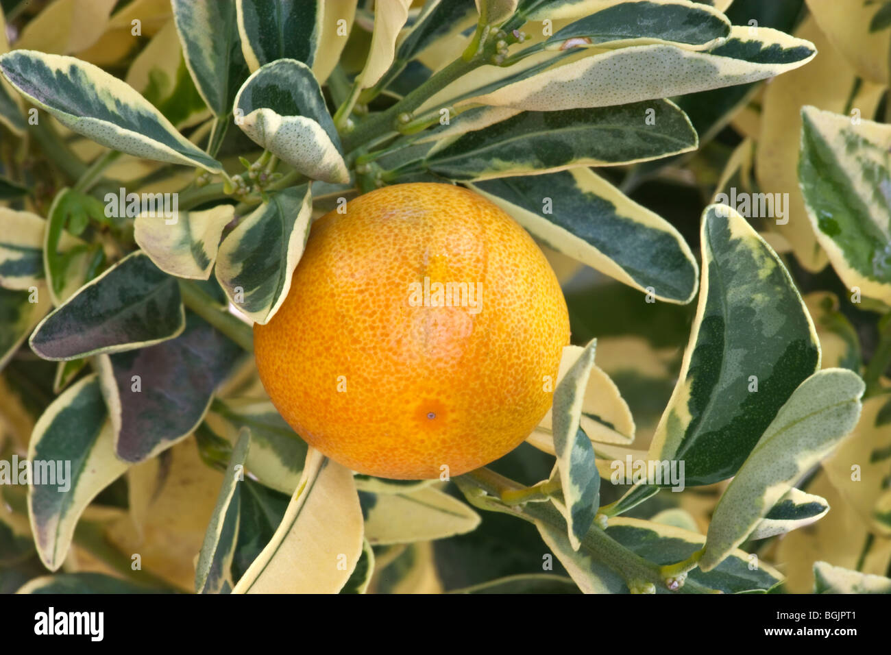 Yuzu, fruit mûr sur la branche 'Citrus junos' . Banque D'Images