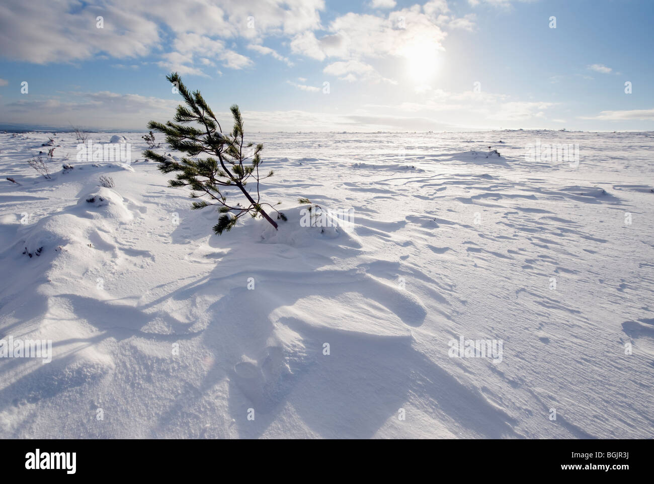 Pin solitaire pousse sur une lande à distance paysage d'hiver Banque D'Images