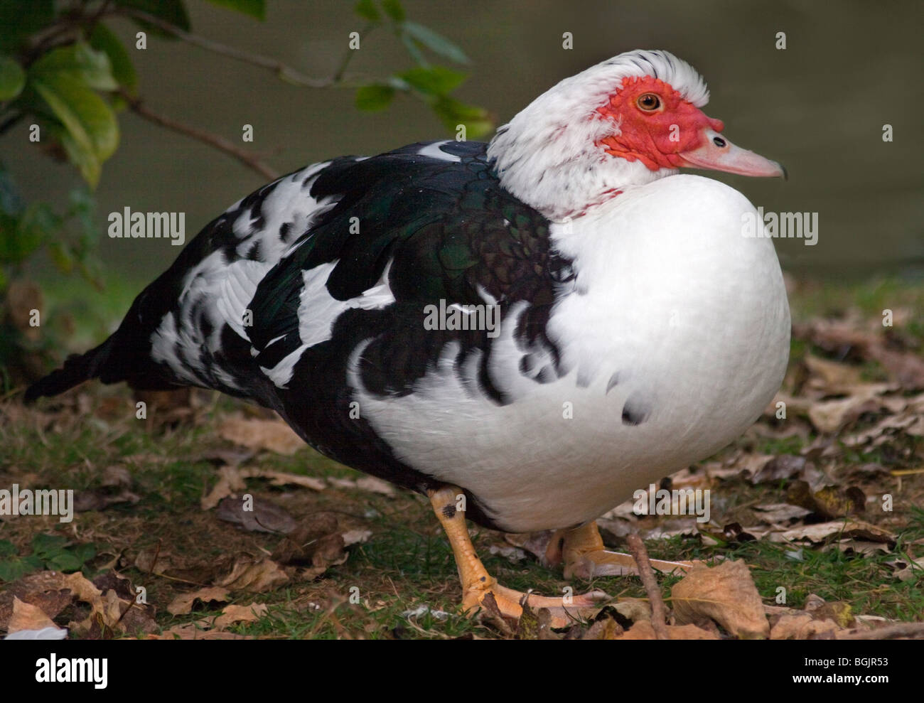 Le canard de Barbarie (Cairina moschata) mâle, UK Banque D'Images