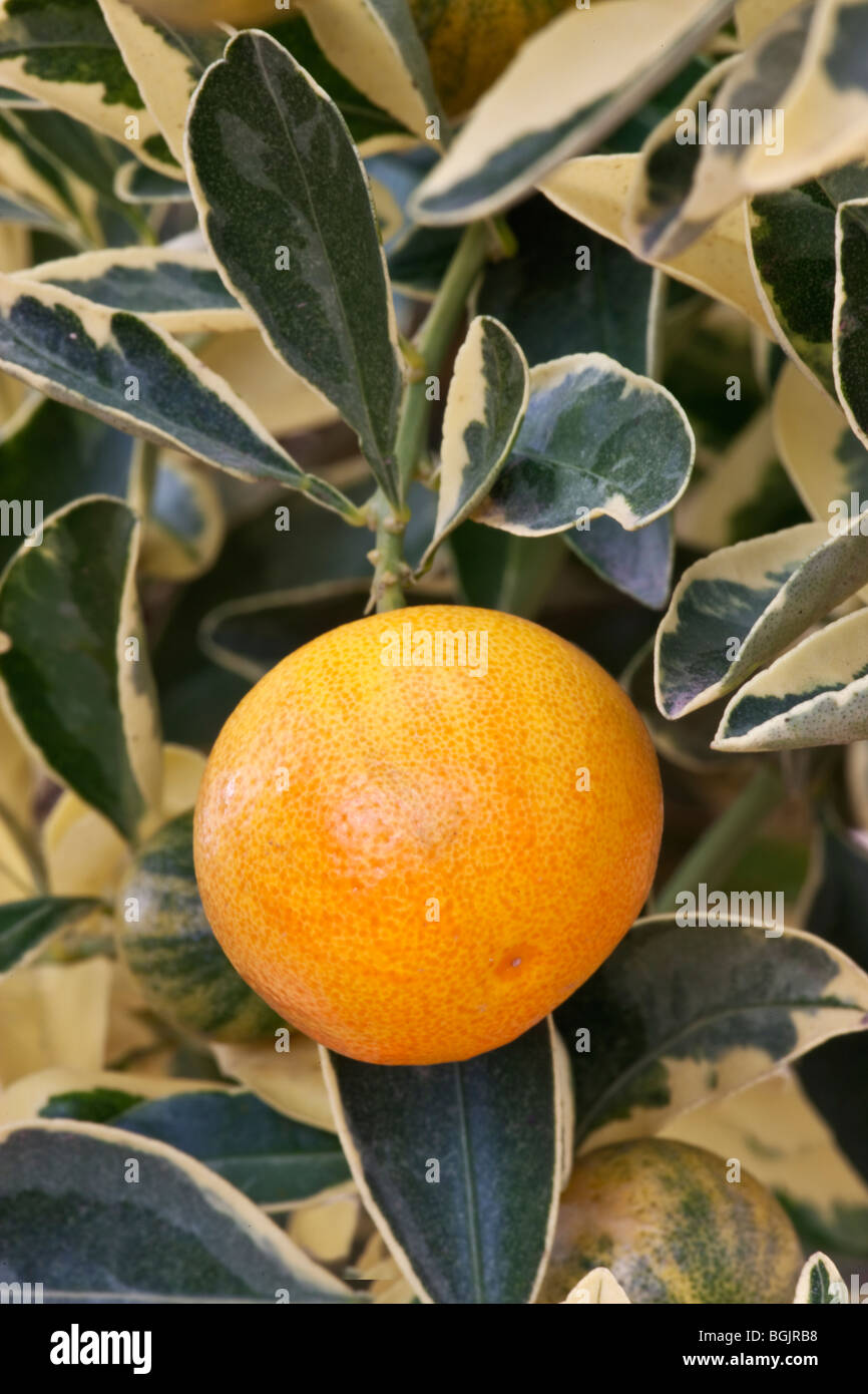 Yuzu, fruit mûr sur la branche 'Citrus junos'. Banque D'Images