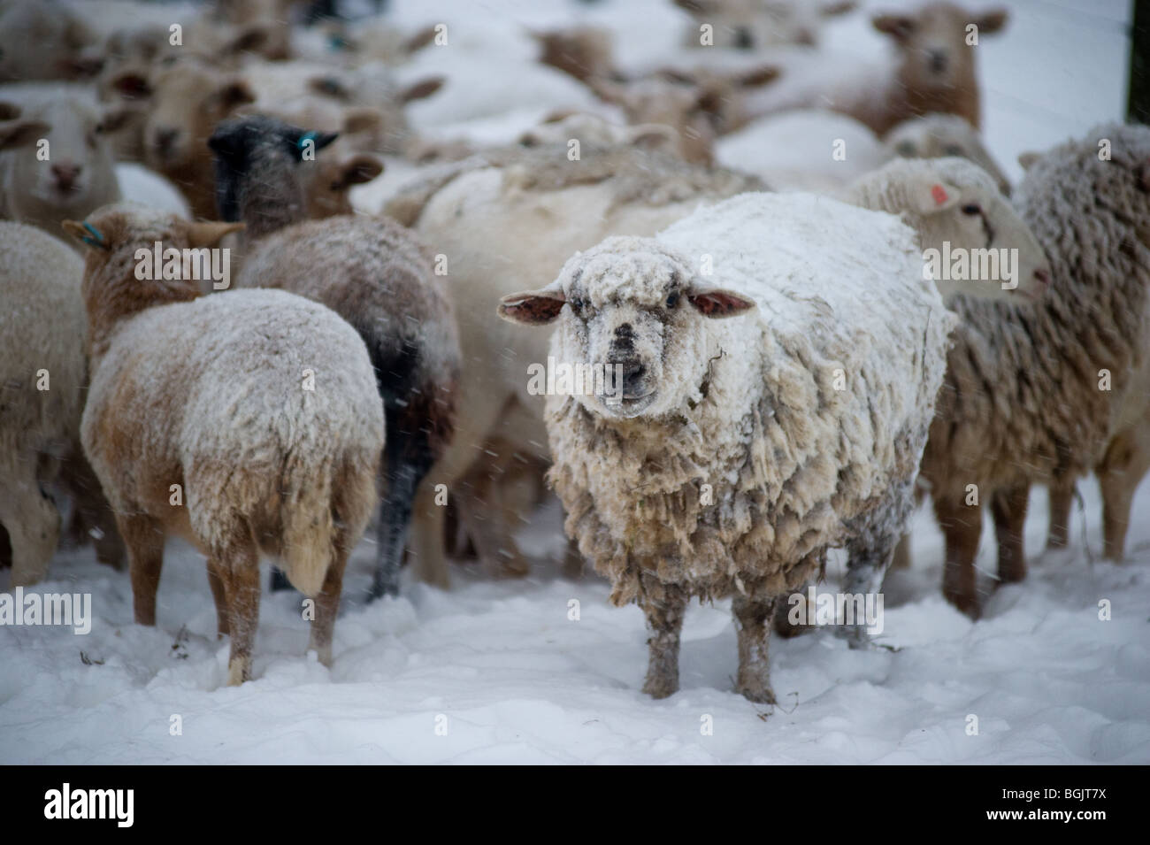 Moutons en pleine tempête Banque D'Images