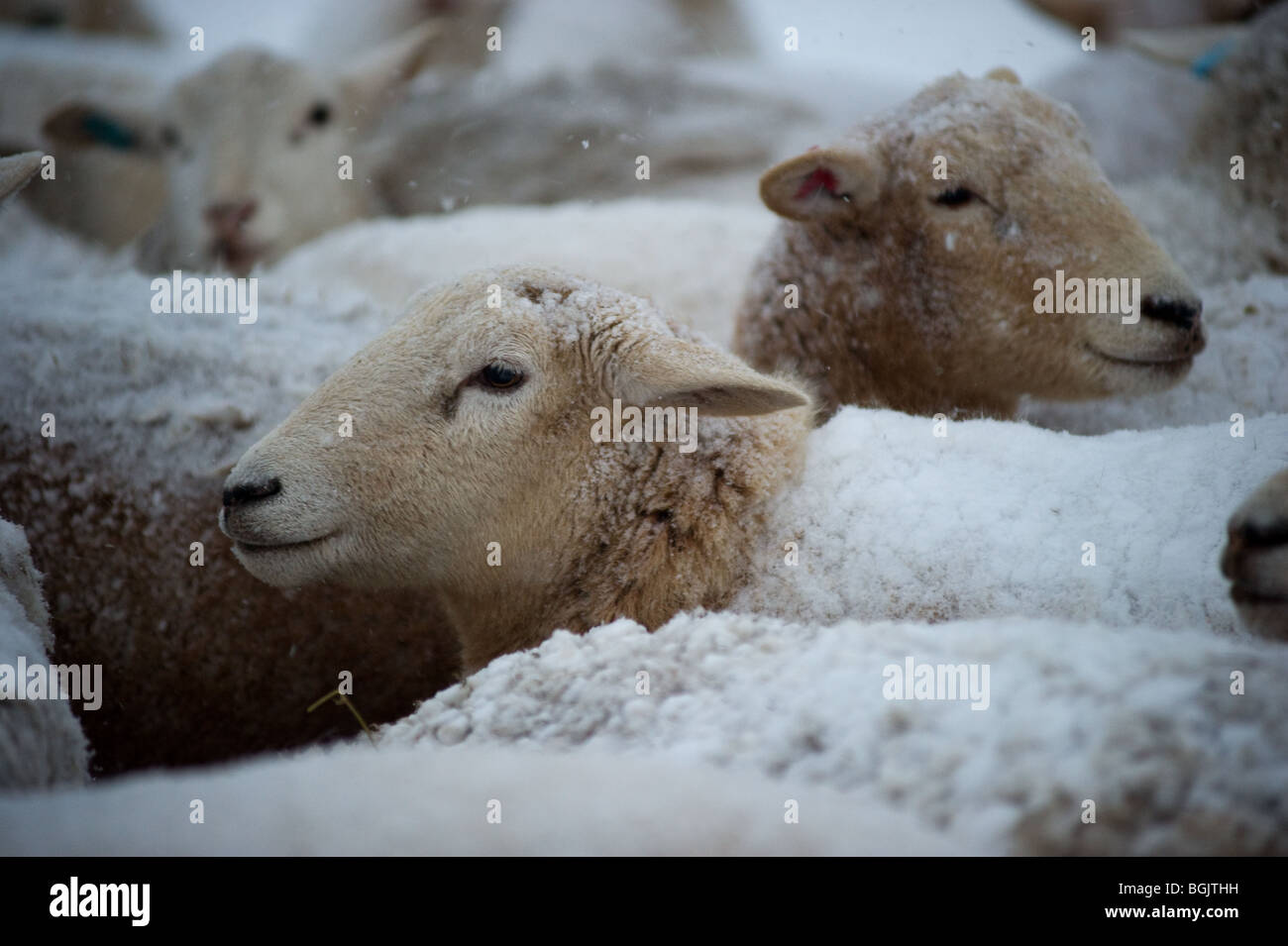 Moutons en pleine tempête Banque D'Images