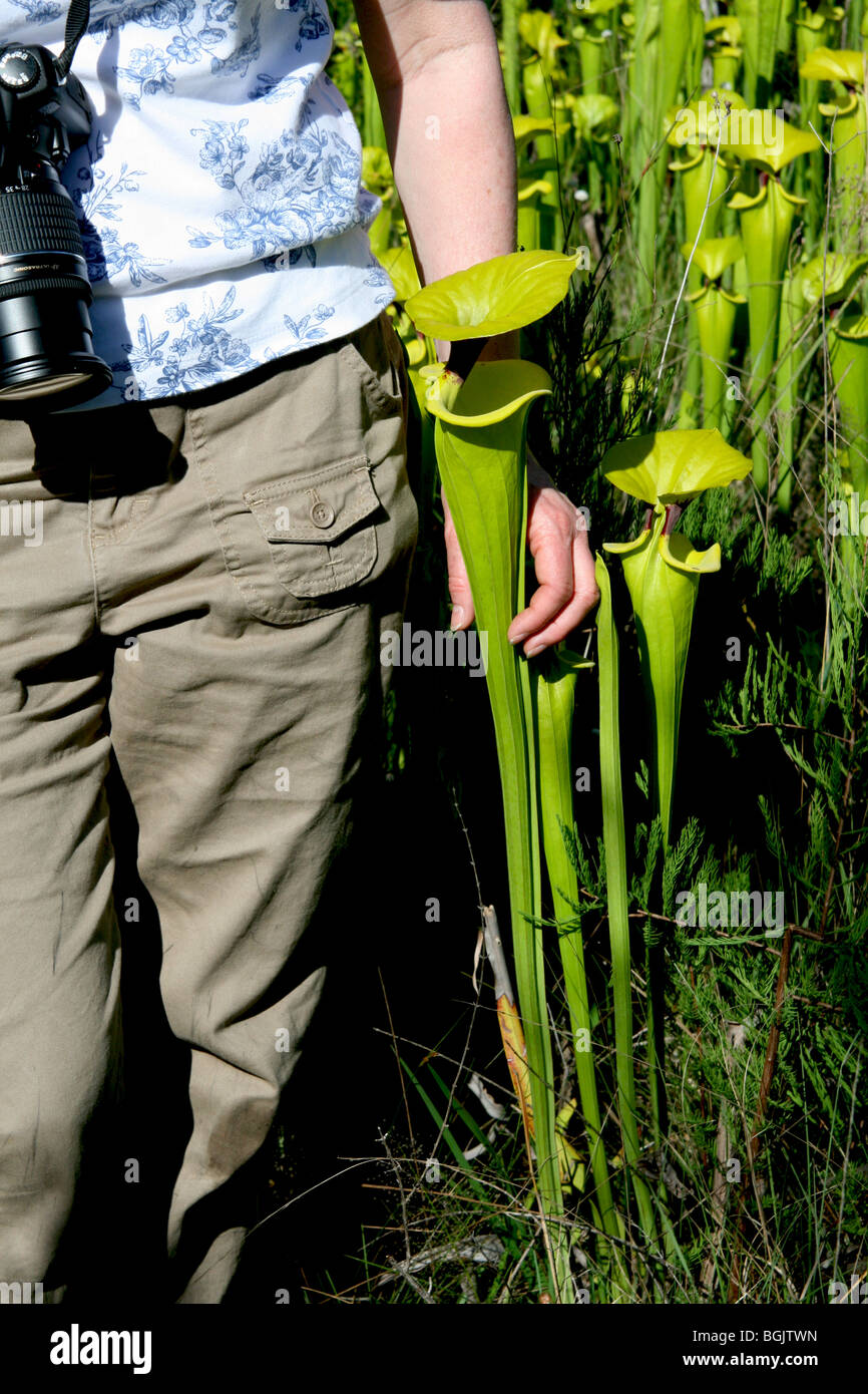 Chercheur scientifique - Photographe avec plante trompette jaune ou de la sarracénie Sarracenia flava Florida USA Banque D'Images