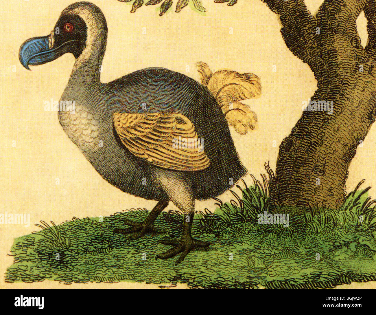 DODO de clerc et l'histoire naturelle de Buffon réserve en 1828 Banque D'Images