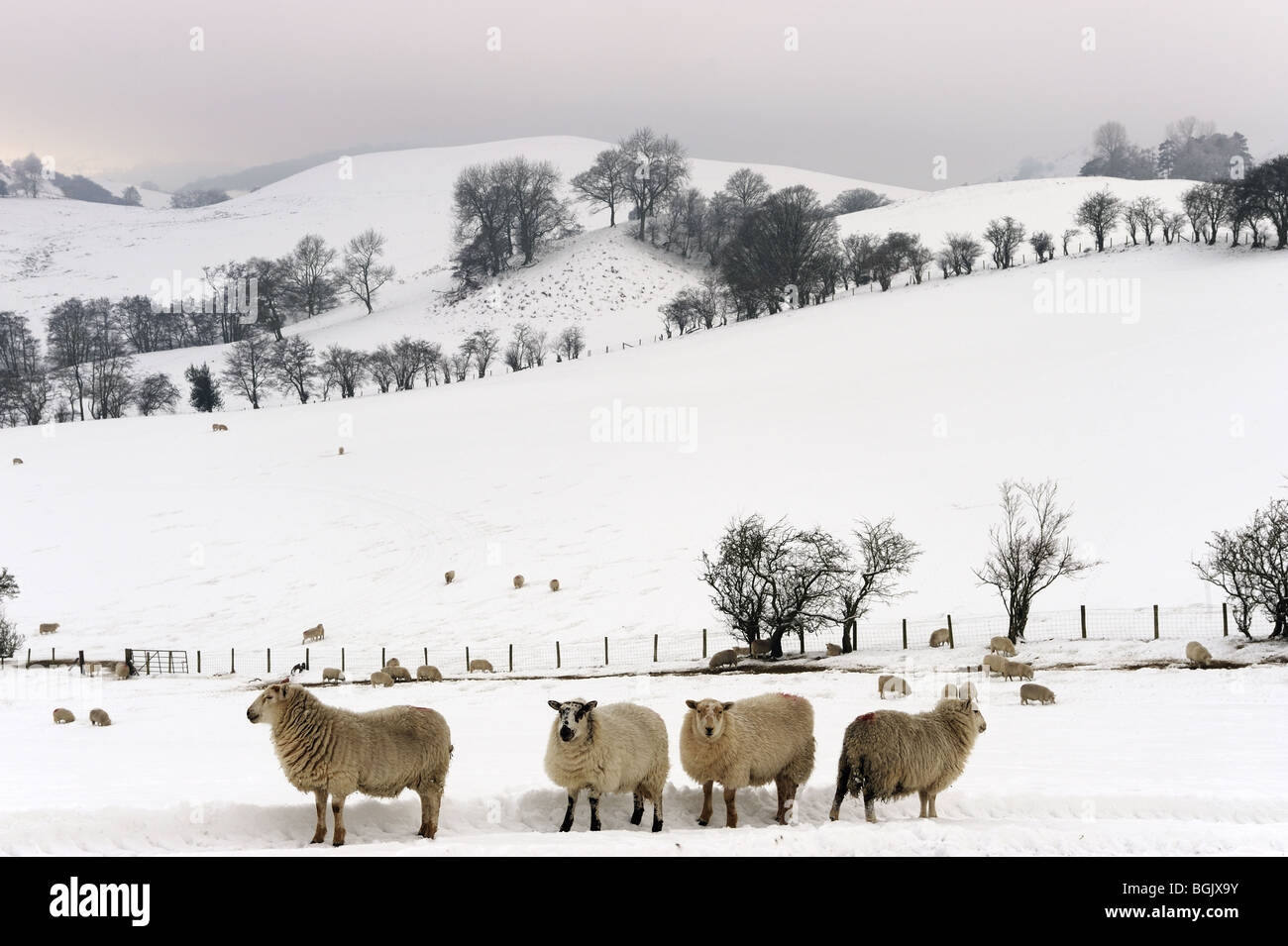 Moutons dans la neige de l'hiver sur le Shropshire Hills, près de Caer Caradoc, Church Stretton, janvier 2010. Banque D'Images