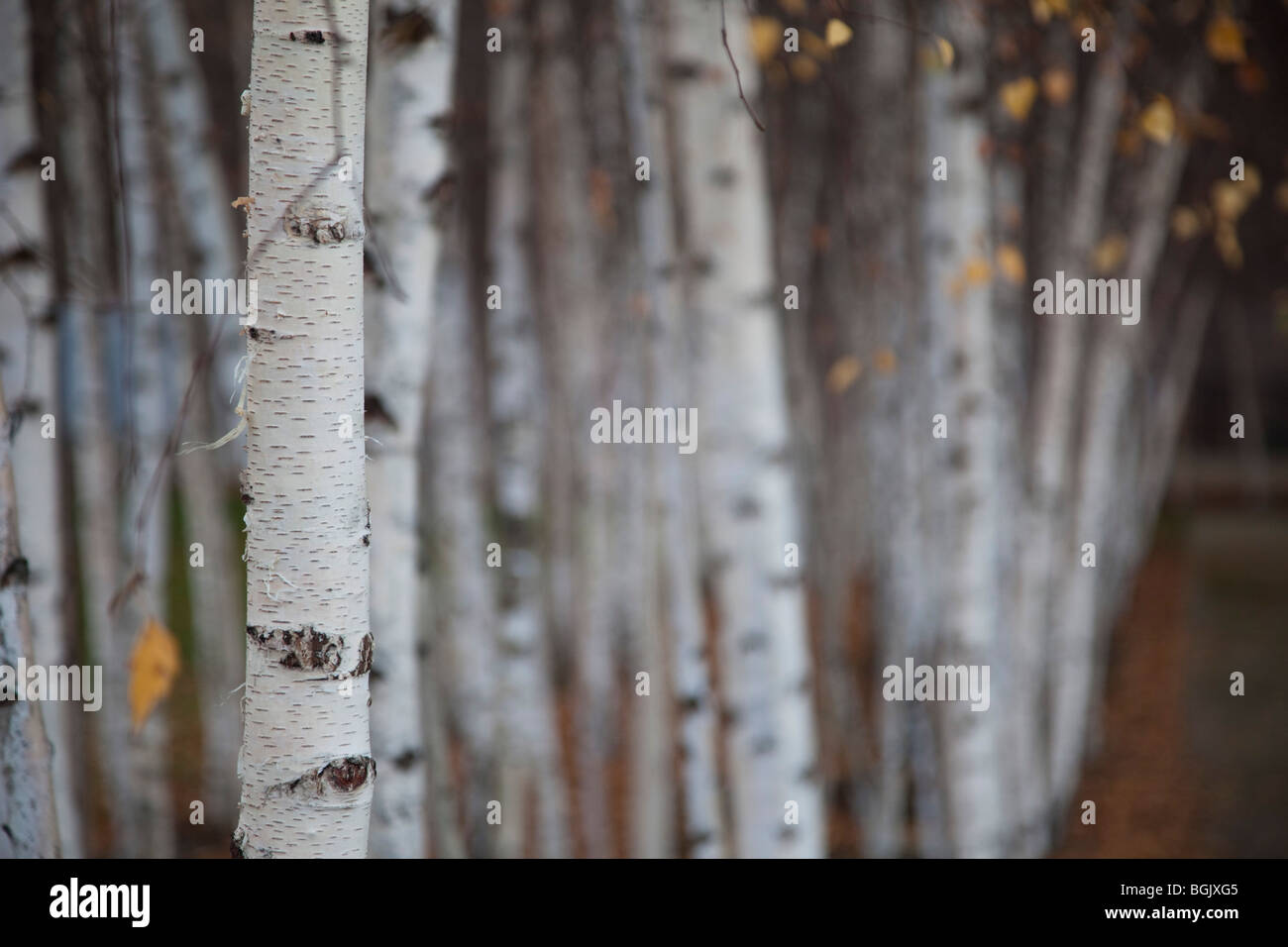 Silver Birch arbres plantés en rangées. Banque D'Images