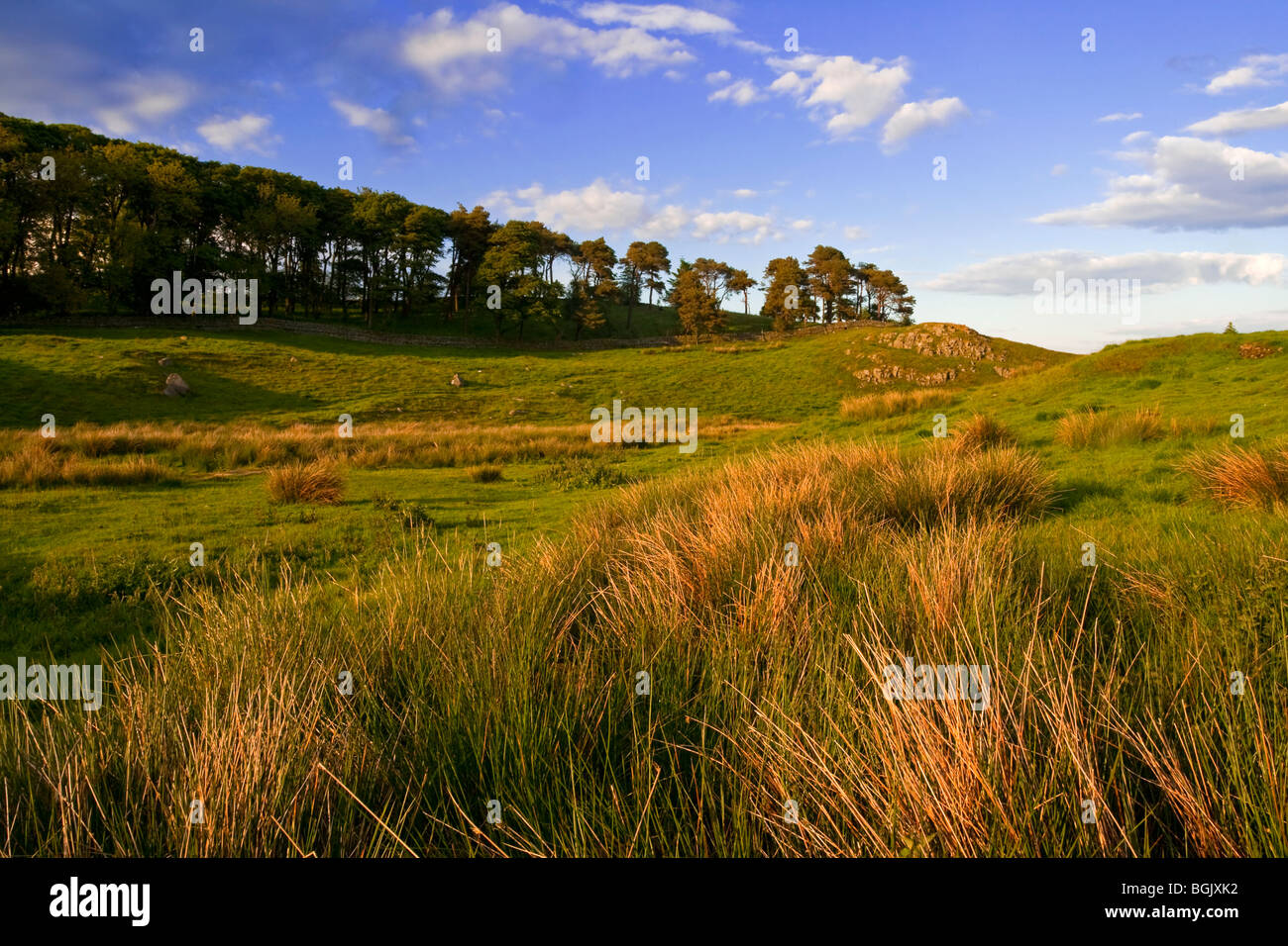 Vue sur la campagne du Northumberland près de Knag brûler et mur d'Hadrien dans le nord de l'Angleterre avec arbres et collines Banque D'Images