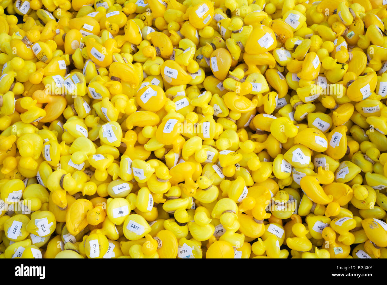 Canards en plastique prêt pour la course de canards au nord Yorkshire Angleterre Knaresborough Banque D'Images