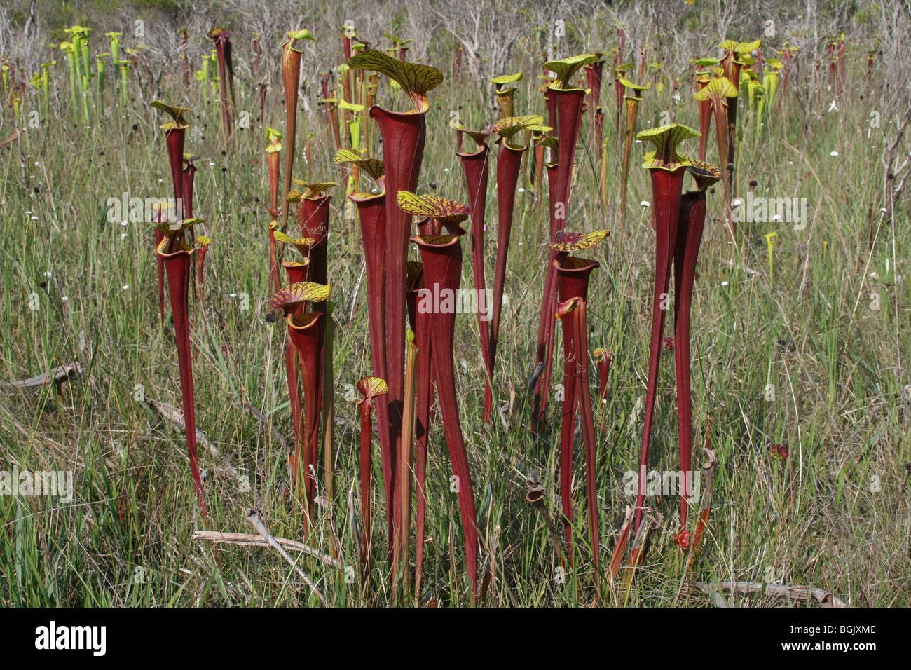 Plante carnivore Sarracenia flava trompette de la Sarracénie var rubricorpora Florida USA Banque D'Images