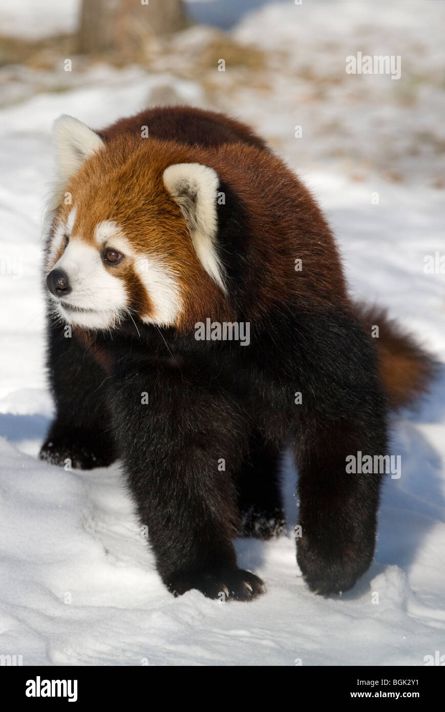 Le panda rouge en hiver Banque D'Images