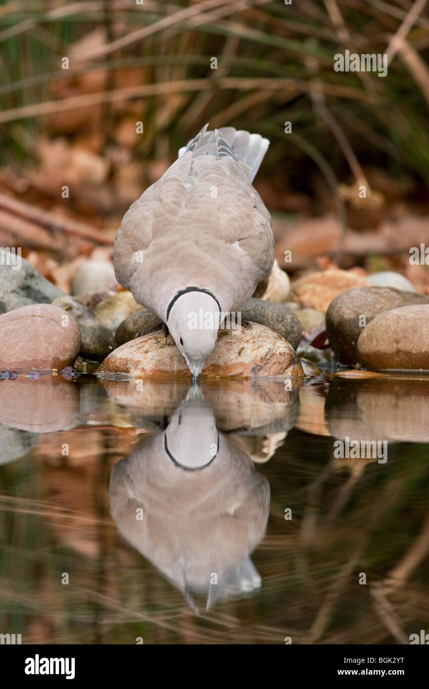 Collard dove avec réflexion, de boire de l'étang, England, UK Banque D'Images