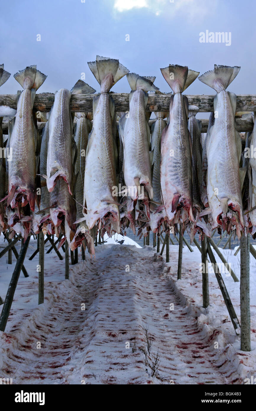 Fish hanging sécher sur un rack de pêche. Du sang sur la neige en-dessous. Banque D'Images