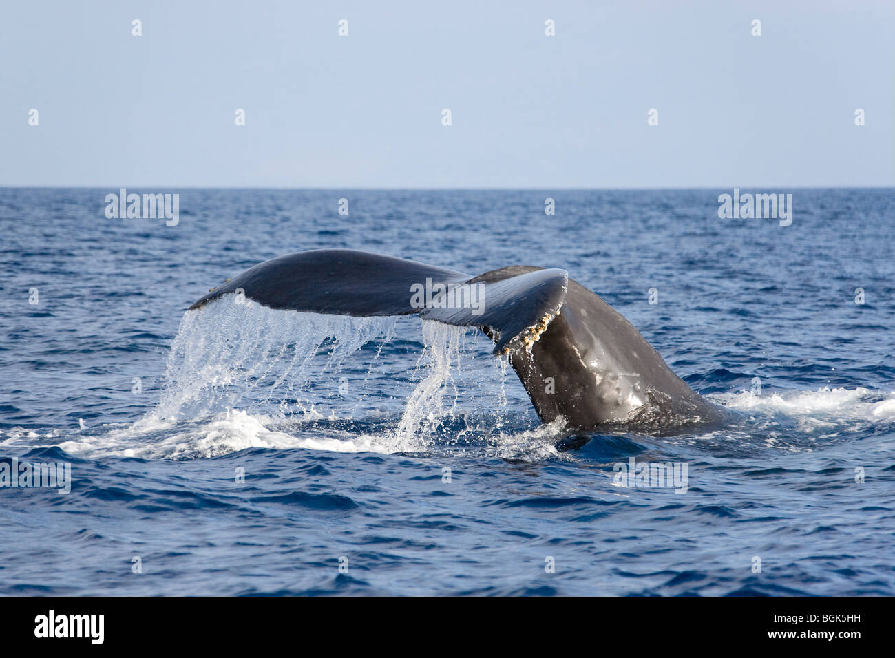 Queue de baleine à bosse de Fluke Banque D'Images