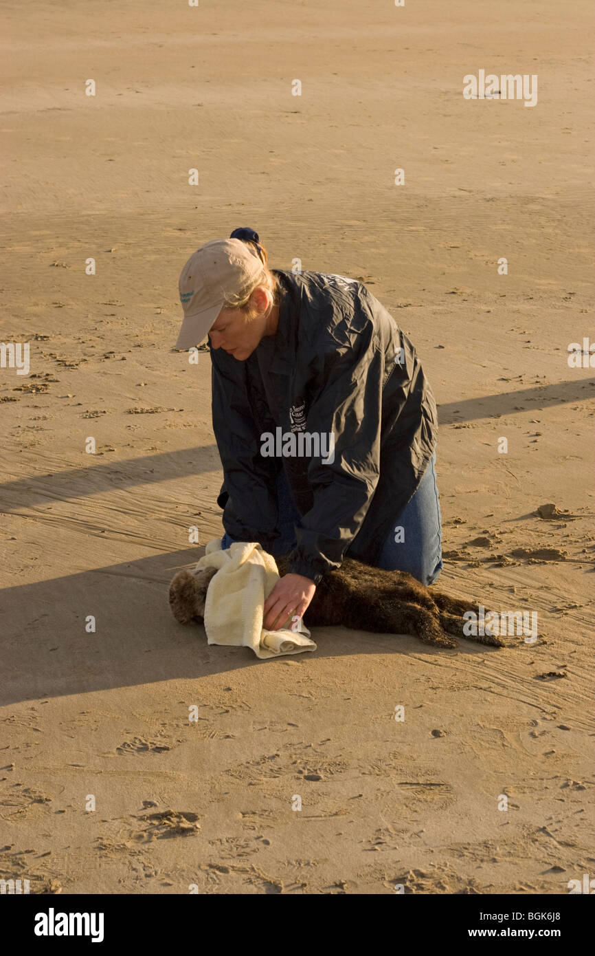 Sauvetage Bénévole jeune loutre de mer avec l'hypoglycémie grave et d'une péritonite, Acanthocéphale inflammation abdominale d'infection parasitaire Banque D'Images