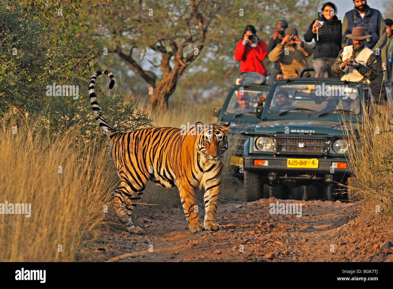 Les véhicules de tourisme à la suite d'un tigre sur un tigre safari dans la réserve de tigres de Ranthambhore Banque D'Images