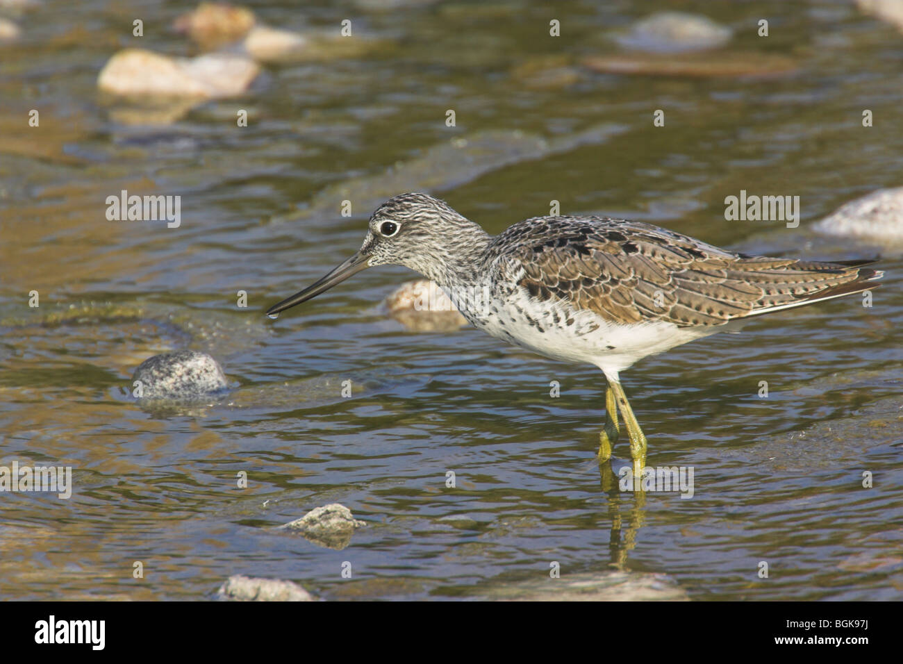 Tringa nebularia Bergeronnette des debout dans l'eau à Vatera West River, Lesbos, Grèce en mai. Banque D'Images