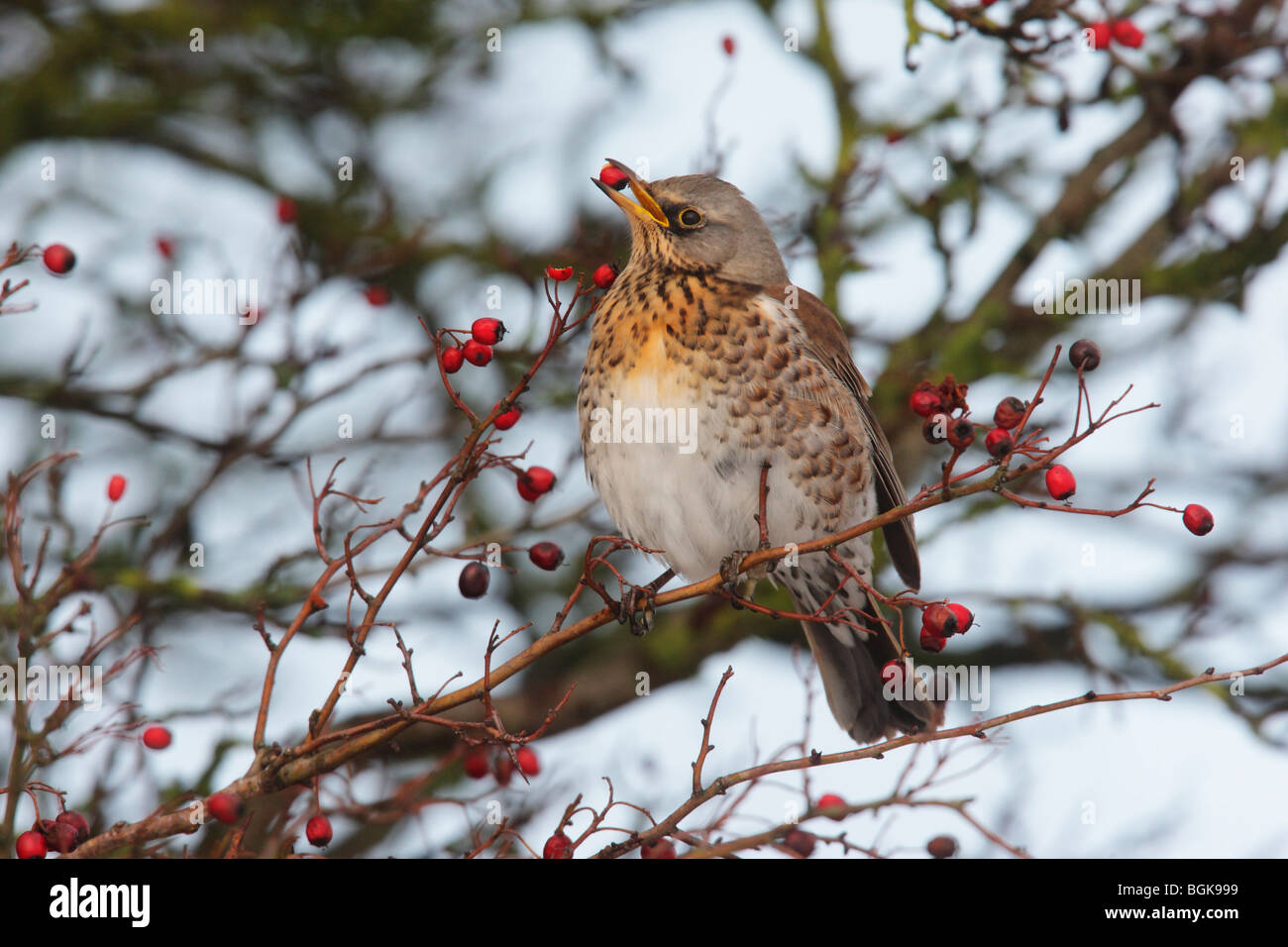 F, Turdus Fieldfare, un seul oiseau se nourrissant de baies d'aubépine rouge, Dumfries, Ecosse, hiver 2009 Banque D'Images