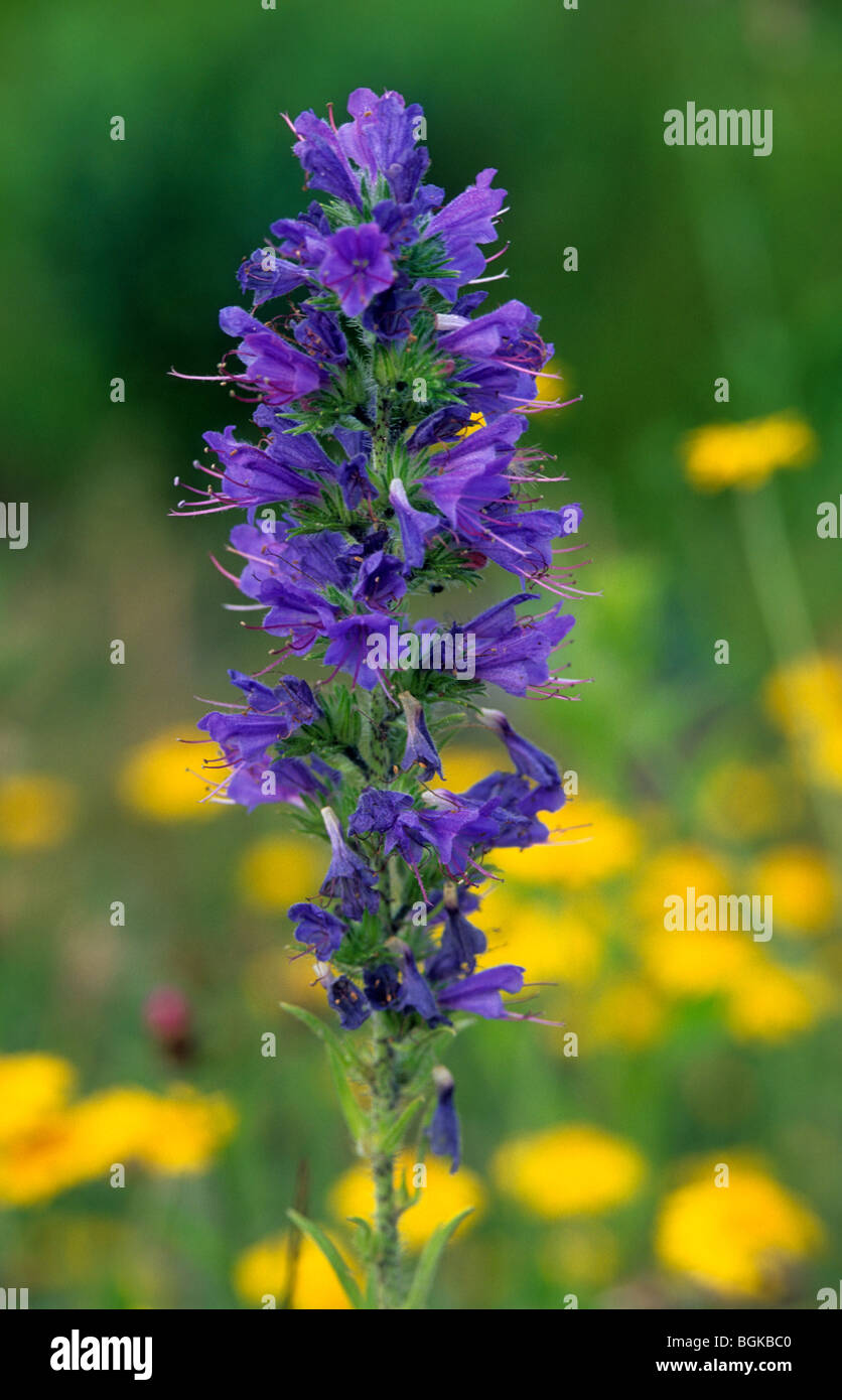 La Viper / Blueweed Vipérine commune (Echium vulgare) dans le pré en fleurs au printemps Banque D'Images