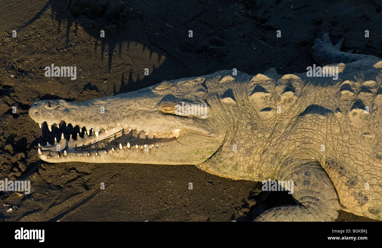 Crocodile (Crocodylus acutus) reposant sur les bords de la rivière montrant grand museau et des dents, Parc National Carara, Costa Rica Banque D'Images